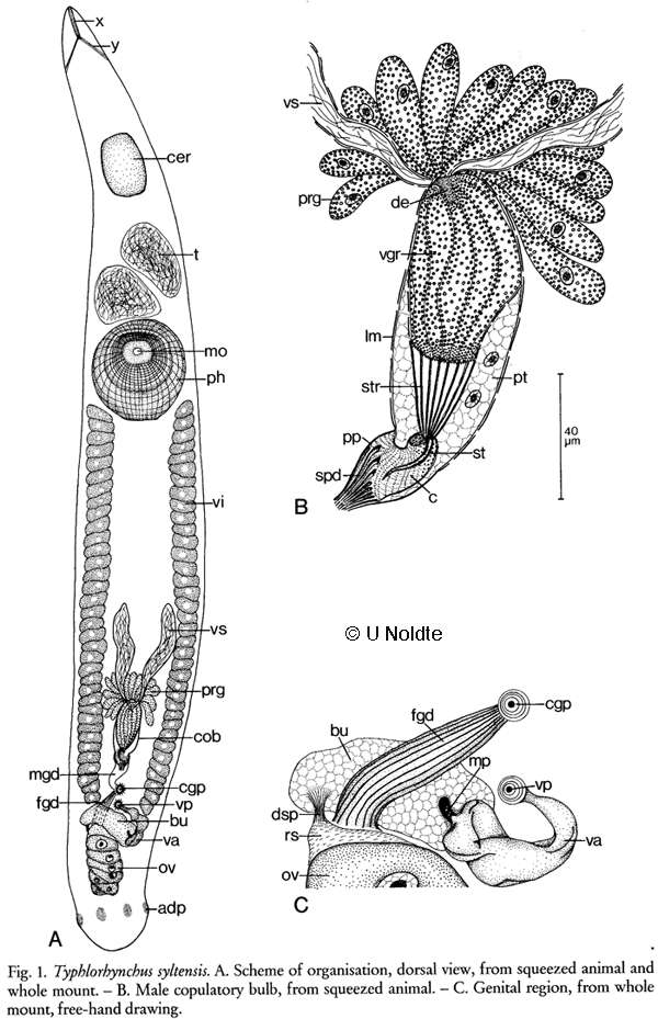 Image of Schizorhynchidae