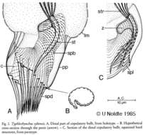 Image of Schizorhynchidae