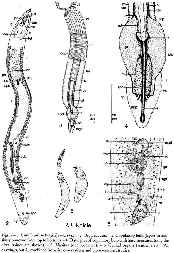 Plancia ëd Carolinorhynchus