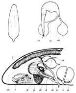 Image of Proamphibolella