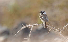 Image of Canary Chat