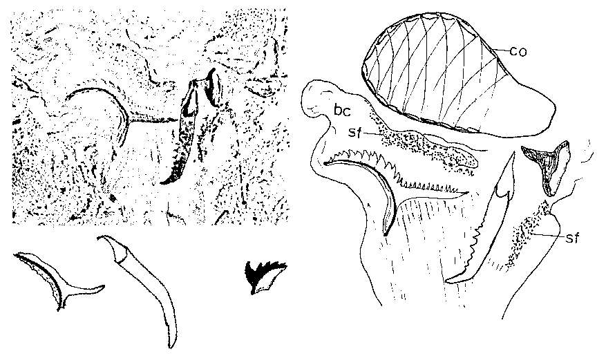 Image of (Castradella) gladiata