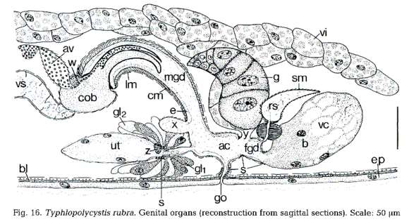 Image of Polycystididae