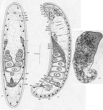 Image of Childia trianguliferum (Westblad 1942)