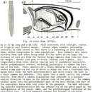 Image de Phagocata crenophila Carpenter 1969