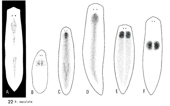 Image de Phagocata maculata (Stankovic 1938)