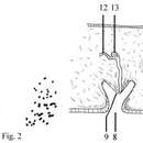 Postenterogonia orbicularis (Schmarda 1859) resmi