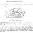 Image of Phagocata monopharyngea Hyman 1945