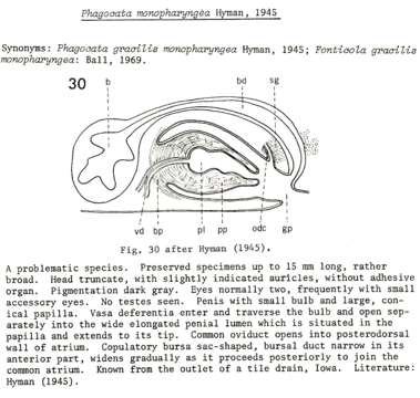 Image of Phagocata monopharyngea Hyman 1945