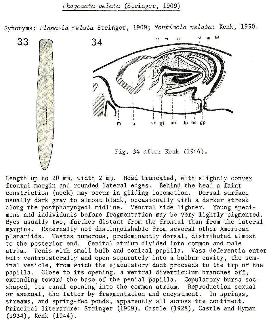 Image of Phagocata velata (Stringer 1909)