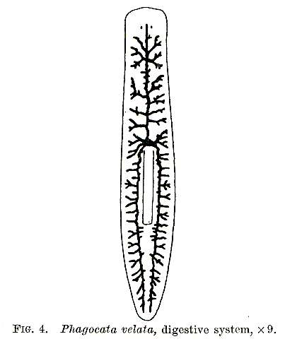 Image de Phagocata velata (Stringer 1909)