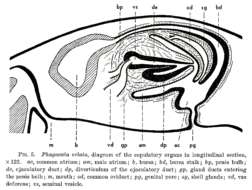 Image de Phagocata velata (Stringer 1909)