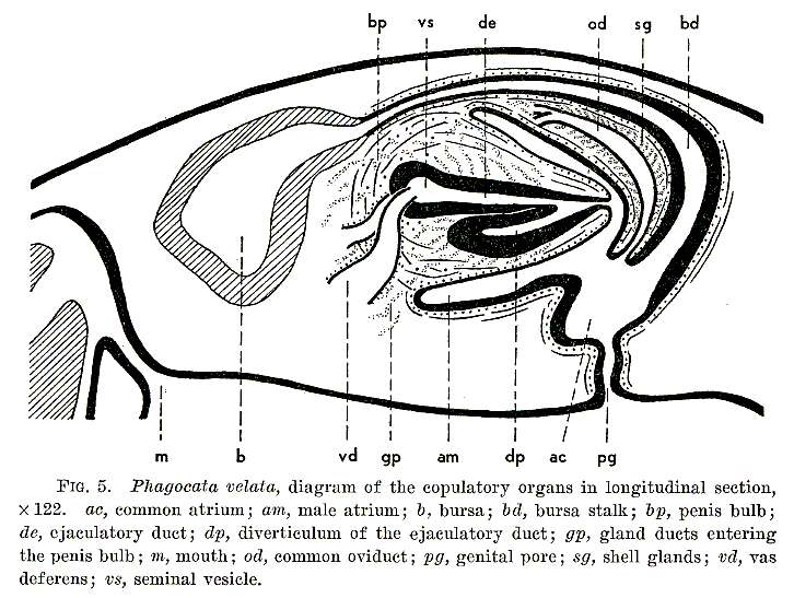 Image of Phagocata velata (Stringer 1909)