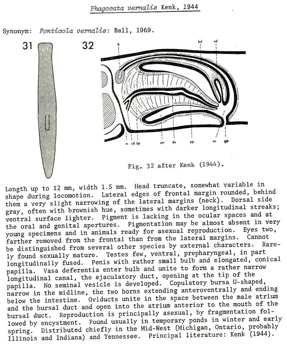 Image of Phagocata vernalis Kenk 1944