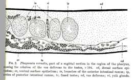 Image de Phagocata vernalis Kenk 1944