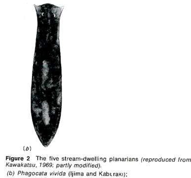 Image of Phagocata vivida (Ijima & Kaburaki 1916)