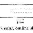 Image of Polycelis sierrensis Kenk 1973