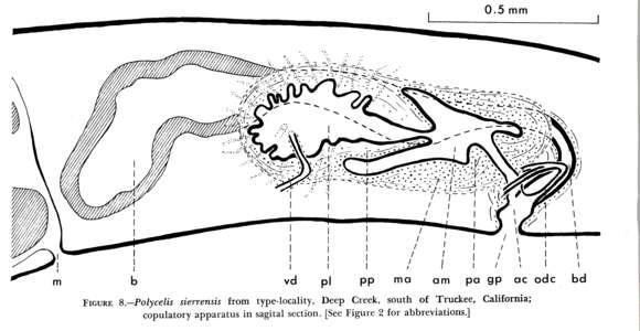 Image of Polycelis sierrensis Kenk 1973