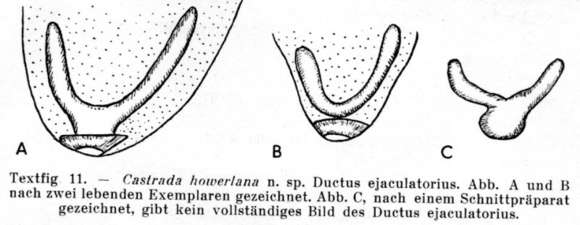 Sivun (Castrada) kuva