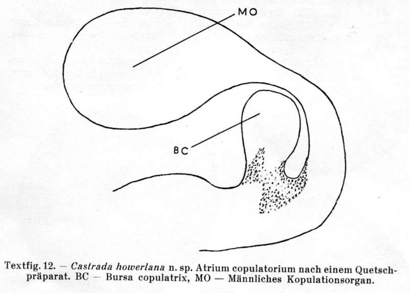 Image of (Castrada)