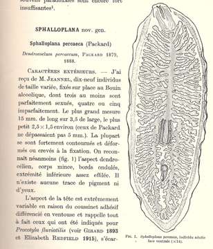 Image of (Sphalloplana)