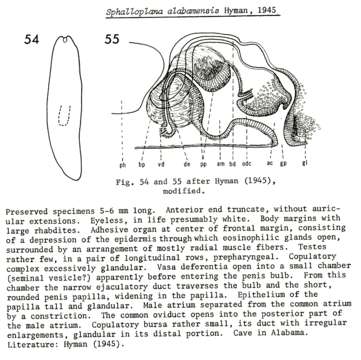 Imagem de (Sphalloplana) alabamensis