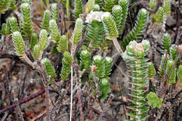 Image of Pimelea villosa Banks & Soland. ex Meissn.