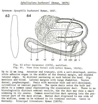 Image of (Sphalloplana) buchanani