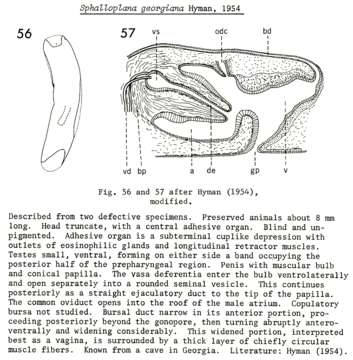 Image of (Sphalloplana) georgiana