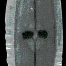 Image of Dendrocoelum cruciferum (Stankovic 1969)