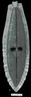 Image of Dendrocoelum cruciferum (Stankovic 1969)
