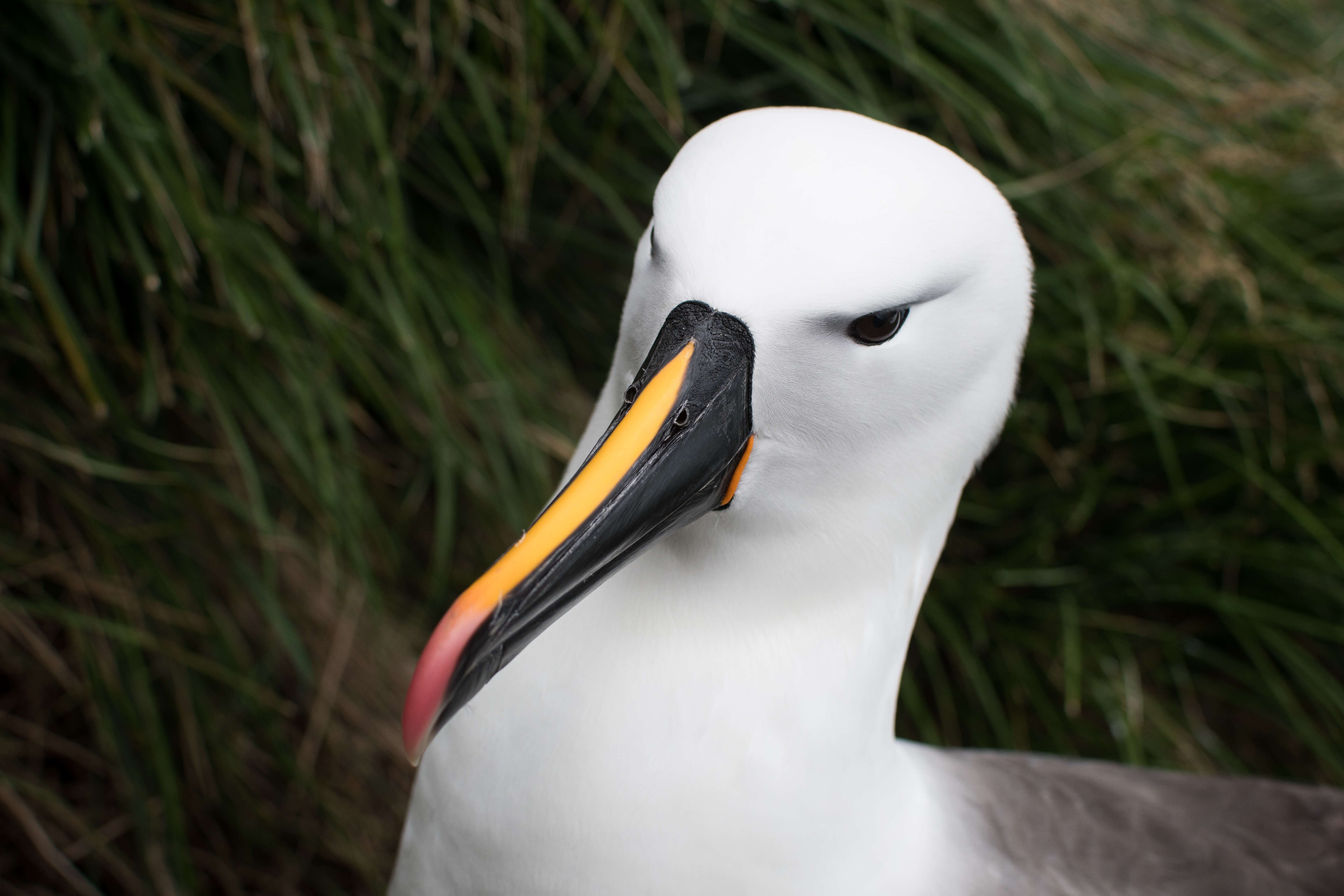 Image de Albatros de Carter