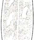 Image of Dendrocoelum komareki (Stankovic 1969)