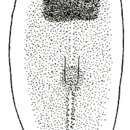 Image of Dendrocoelum lacustre (Stankovic 1938)