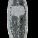 Image of Dendrocoelum lychnidicum (Stankovic 1969)