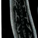 Image of Dendrocoelum maculatum (Stankovic & Komarek 1927)