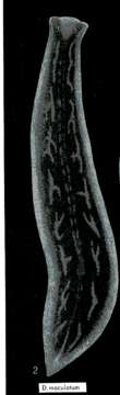 Image of Dendrocoelum maculatum (Stankovic & Komarek 1927)