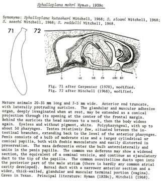 Image of Dendrocoelum parisi (de Beauchamp 1929)