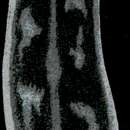 Image of Dendrocoelum sanctinaumae (Stankovic & Komarek 1927)