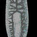 Image of Dendrocoelum translucidum Kenk 1978