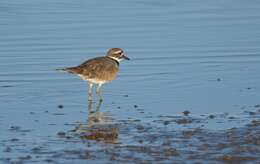 Image of Killdeer