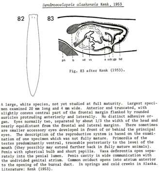 Image of Dendrocoelopsis