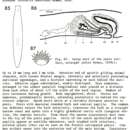 Image of Dendrocoelopsis americana (Hyman 1939)