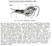 Image of Dendrocoelopsis hymanae Kawakatsu 1968