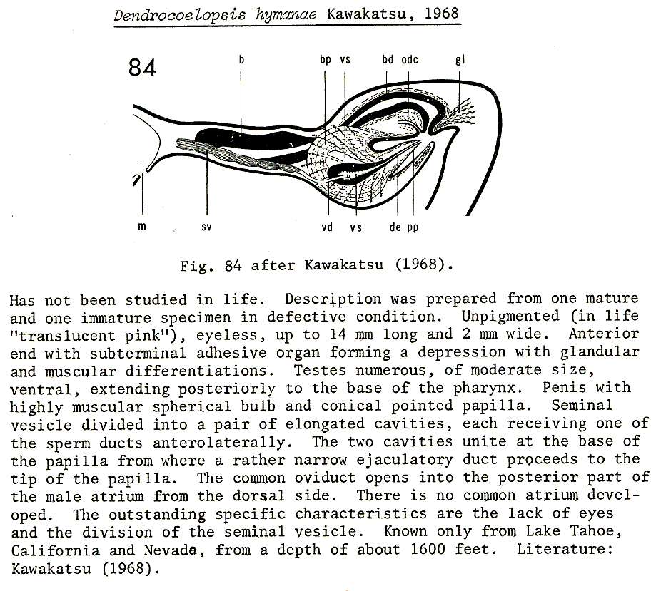 Image of Dendrocoelopsis hymanae Kawakatsu 1968