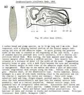 Image of Dendrocoelopsis piriformis Kenk 1953