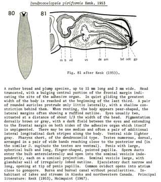 Image de Dendrocoelopsis piriformis Kenk 1953