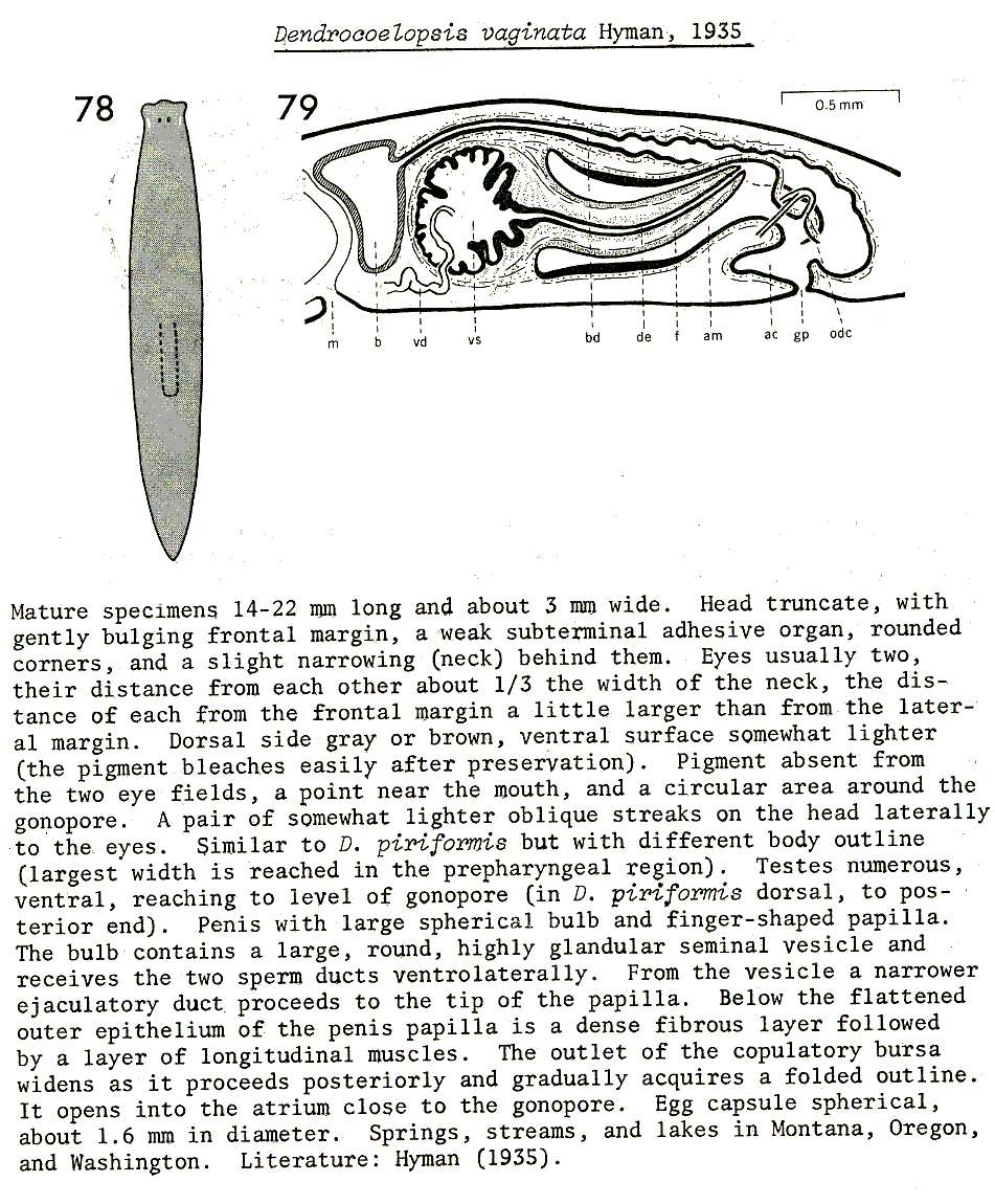 Image of Dendrocoelopsis vaginata Hyman 1935