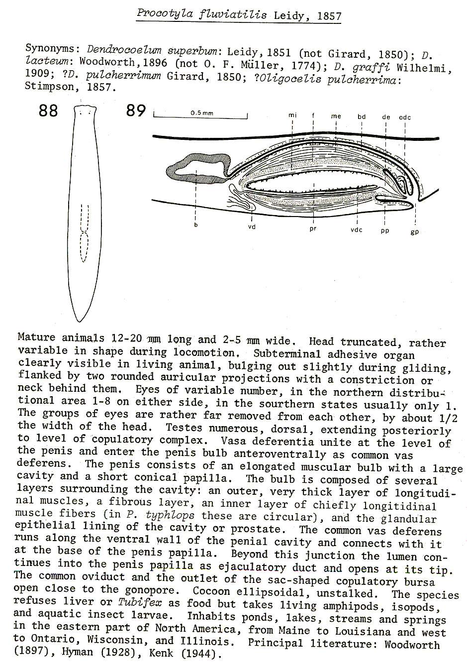 Image of Procotyla