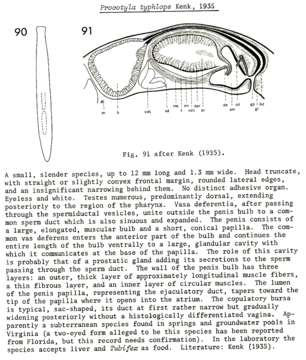 Image of Procotyla